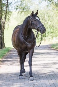 Reitbeteiligung mit Erfahrung auf Reitponystute (Endmaß) gesucht